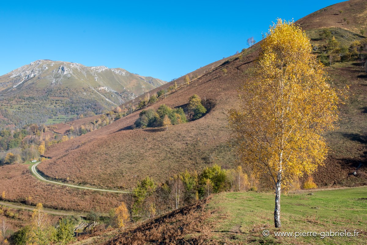 osse-autour_7092.jpg