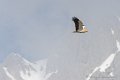 percnoptere_6251