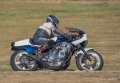 coyotes-2016-d750_4524