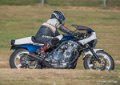 coyotes-2016-d750_4549