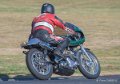 coyotes-2016-d5_0476