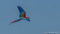 ara-g93_2662