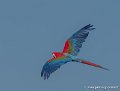 ara-g93_2667-2