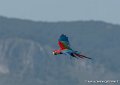 ara-g93_2680