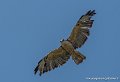 buse-tricolore-g93_2591