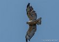 buse-tricolore-g93_2592
