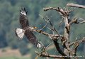 caracara-g93_2571