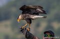 caracara-g93_2573