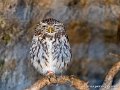 cheveche-g91_7131