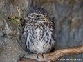 cheveche-g91_7132