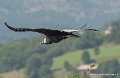 condor-g93_2647
