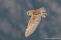 effraie-g93_2599