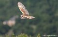 effraie-g93_2600