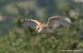 effraie-g93_2601