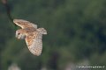 effraie-g93_2605