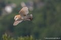 effraie-g93_2606