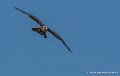 faucon-g93_2548
