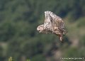 harfang-g93_2618