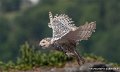 harfang-g93_2622