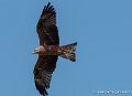 milan-g93_2583