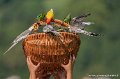 paniers-g93_2657
