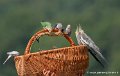 paniers-g93_2658