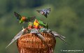 paniers-g93_2660