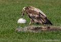 percnoptere-g93_2552