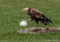 percnoptere-g93_2556