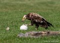 percnoptere-g93_2557