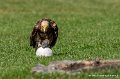 percnoptere-g93_2559