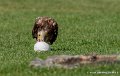 percnoptere-g93_2560