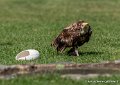 percnoptere-g93_2562
