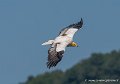 percnoptere-g93_2568