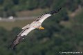 percnoptere-g93_2569