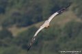 percnoptere-g93_2582