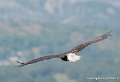 pygargue-g93_2540