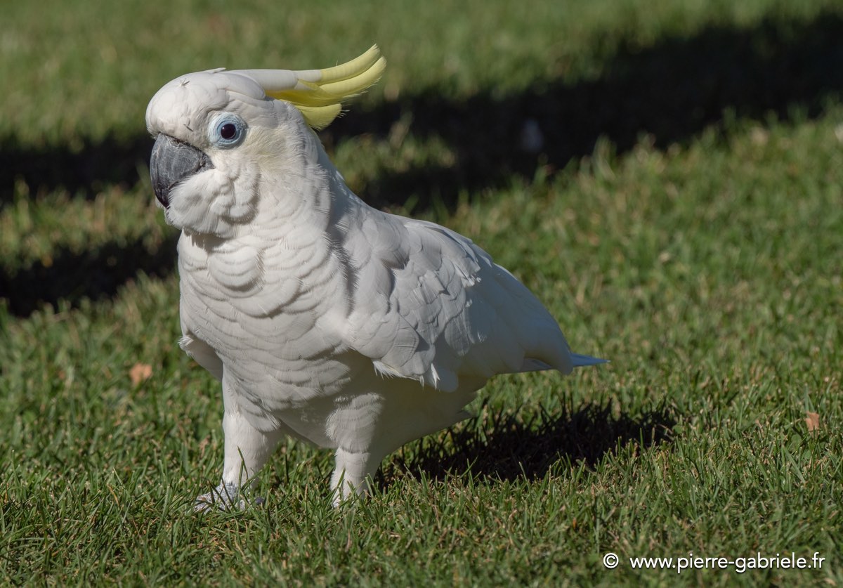 cacatoes-g92_7605.jpg
