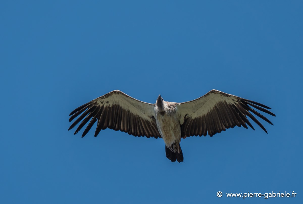 vautour-g92_7572.jpg
