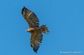 buse-3c-g92_7516