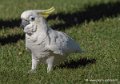 cacatoes-g92_7605
