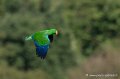 eclectus-g92_7594