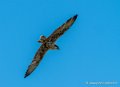faucon-g92_7465
