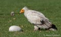 percnoptere-g92_7501