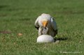 percnoptere-g92_7503