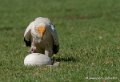 percnoptere-g92_7504
