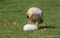 percnoptere-g92_7505