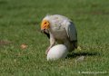 percnoptere-g92_7506