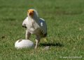 percnoptere-g92_7507