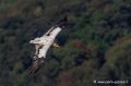 percnoptere-g92_7528